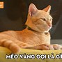 Chân Mèo Gọi Là Gì