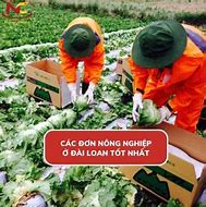 Đi Làm Nông Ở Đài Loan Không Trả Lương Hưu Có Sao Không Ạ