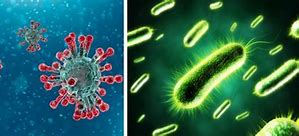 Virus Và Vi Khuẩn Khác Nhau Ở Chỗ Nào